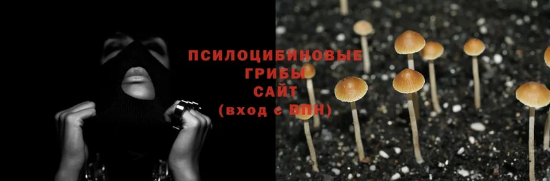 Псилоцибиновые грибы Cubensis  Шумерля 